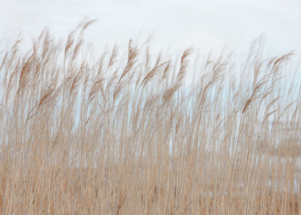 Swaying Reed | Rebel Walls