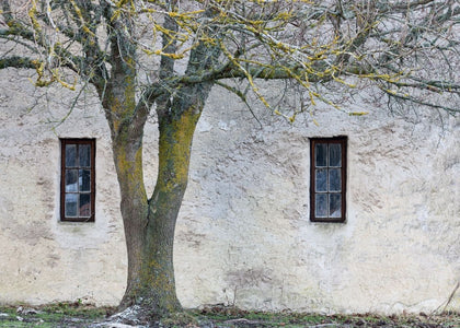 Under The Tree | Rebel Walls