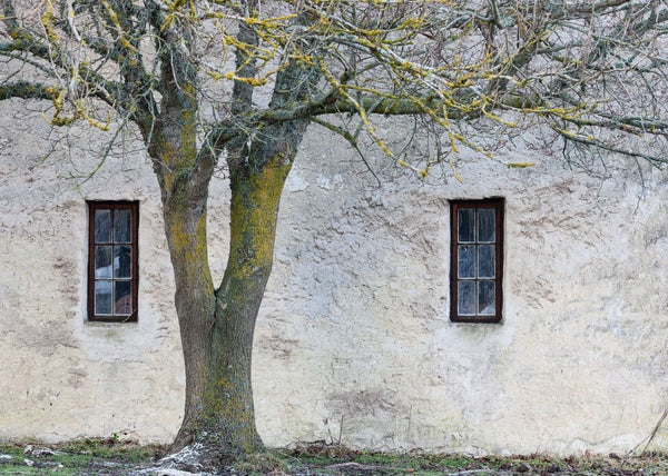 Under The Tree | Rebel Walls