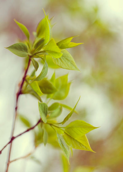 Green Leaves | Rebel Walls