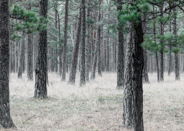 Pine Forest | Rebel Walls