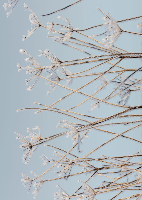 Frostwork | Rebel Walls