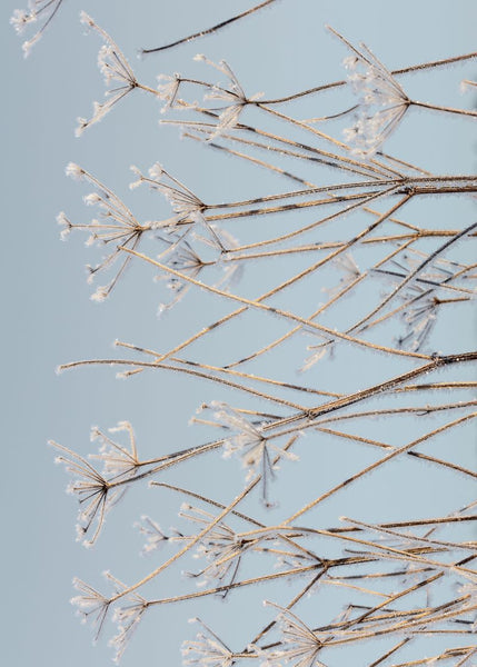 Exclusively at Designer Wallcoverings and Fabrics