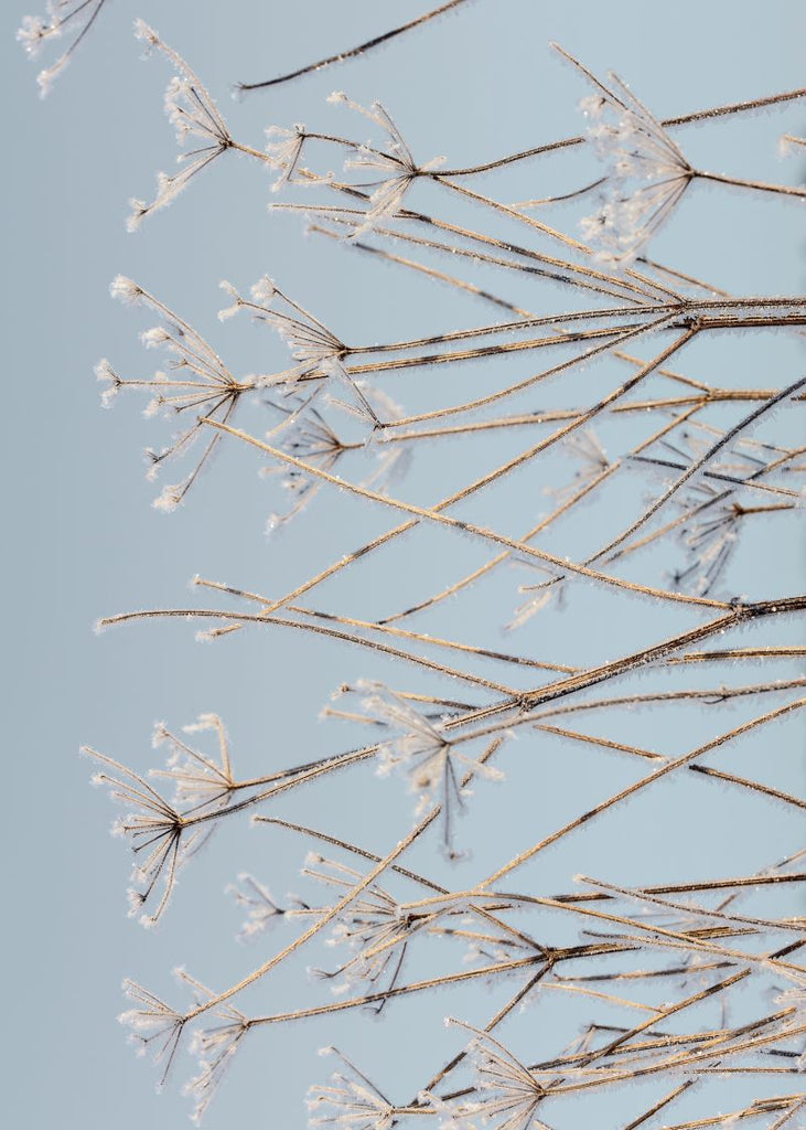 Exclusively at Designer Wallcoverings and Fabrics