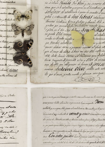The Butterfly Library | Rebel Walls