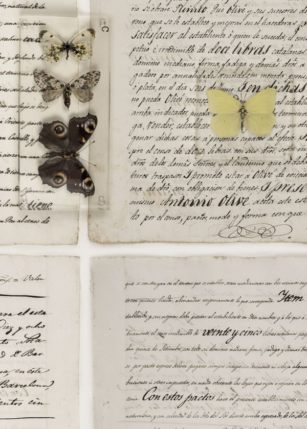 The Butterfly Library | Rebel Walls