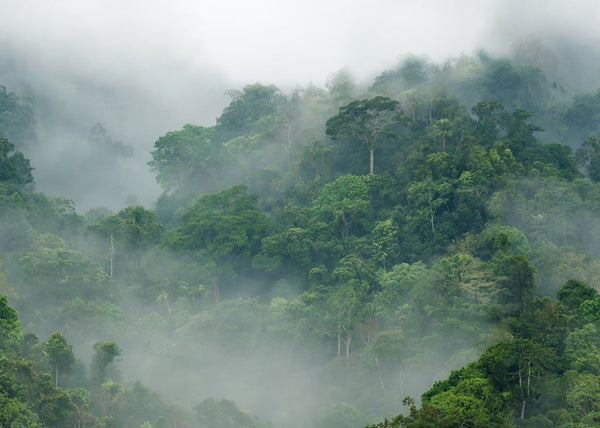 Misty Forest | Rebel Walls