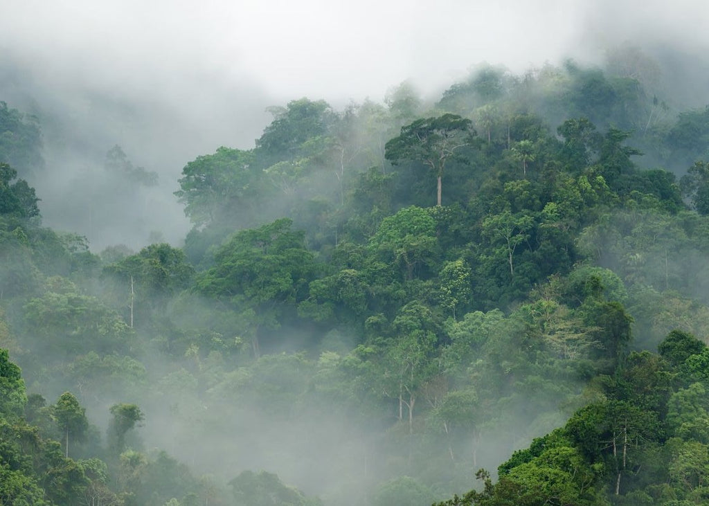 Exclusively at Designer Wallcoverings and Fabrics