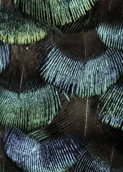 Peacock Plumage | Rebel Walls