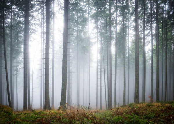 Forest Glade | Rebel Walls