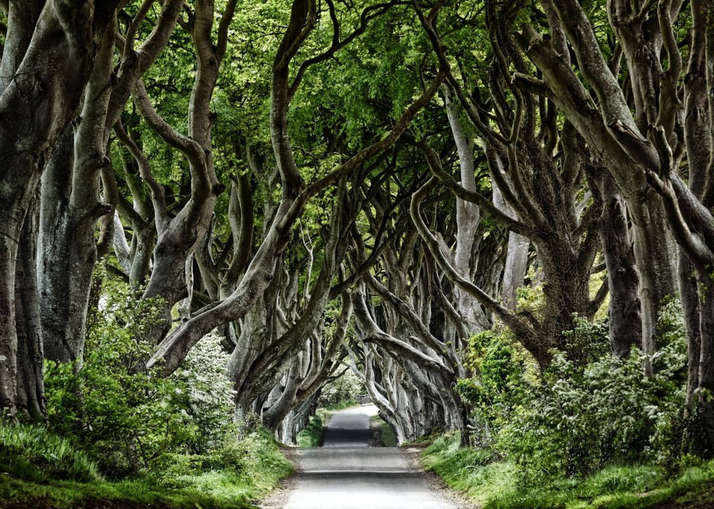 Exclusively at Designer Wallcoverings and Fabrics