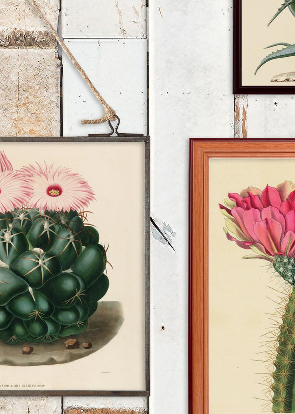 Cactus Wall Art | Rebel Walls