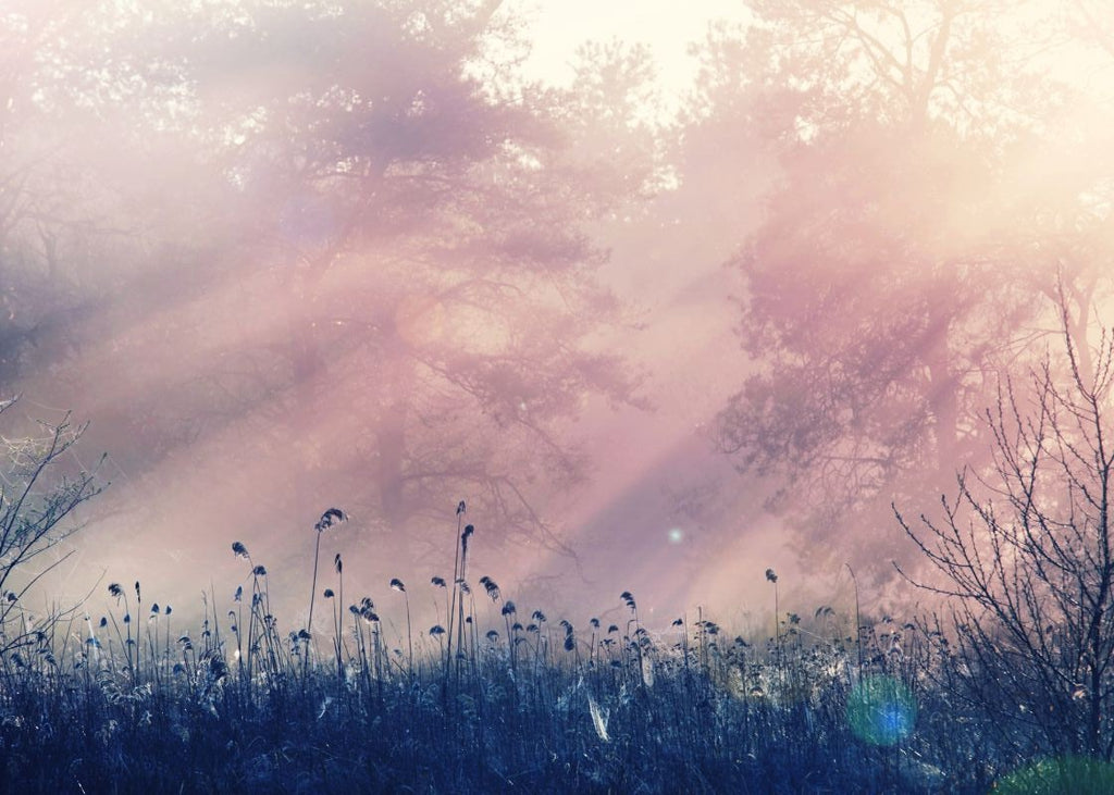 Exclusively at Designer Wallcoverings and Fabrics