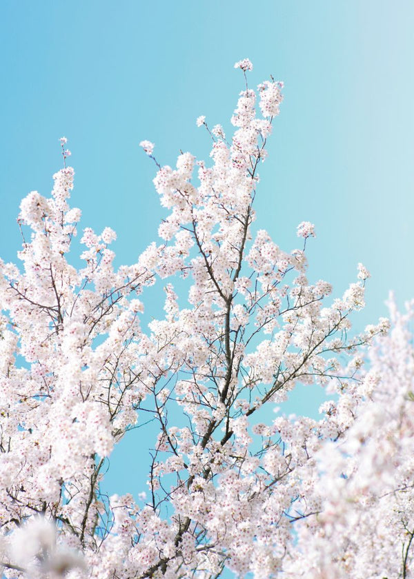 Cherry Tree | Rebel Walls