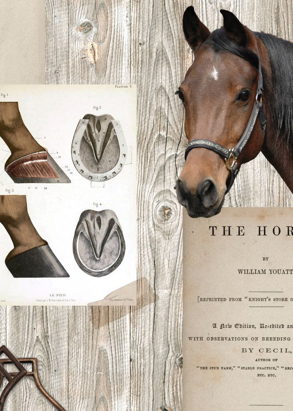 Horse Mania | Rebel Walls