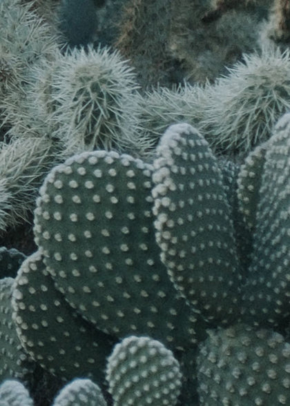 Cacti | Rebel Walls