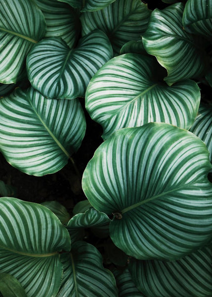 Exclusively at Designer Wallcoverings and Fabrics