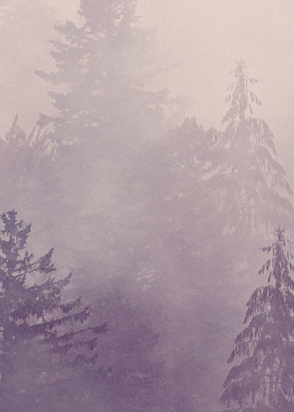 Fir Forest | Rebel Walls