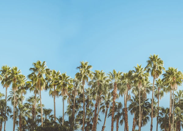 Riviera Daydream | Rebel Walls