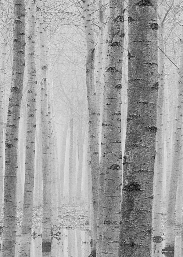Birch Echo | Rebel Walls