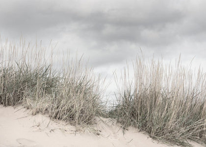 Pale Shore | Rebel Walls