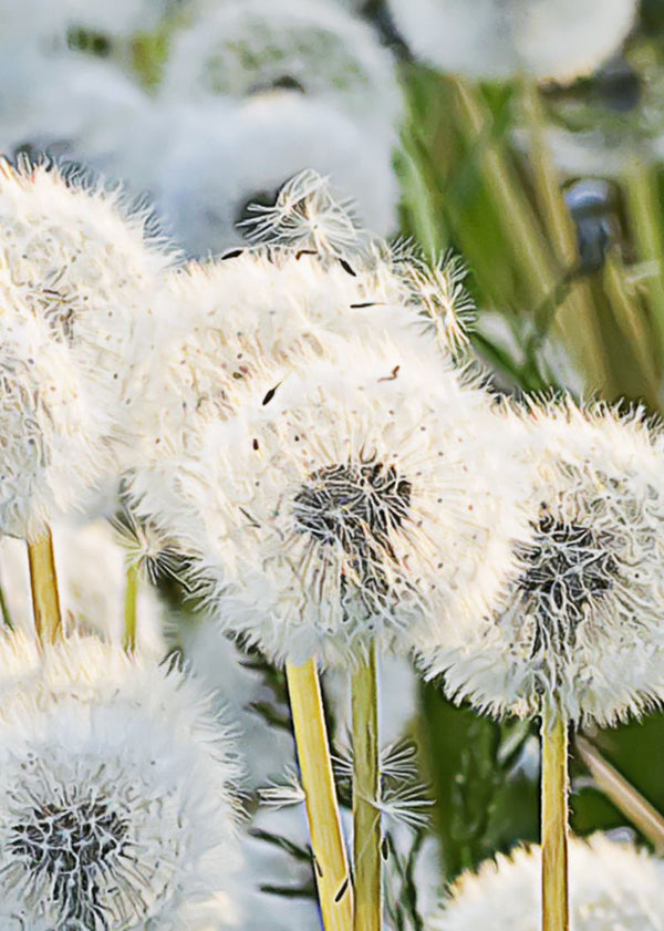 Dandelions | Rebel Walls