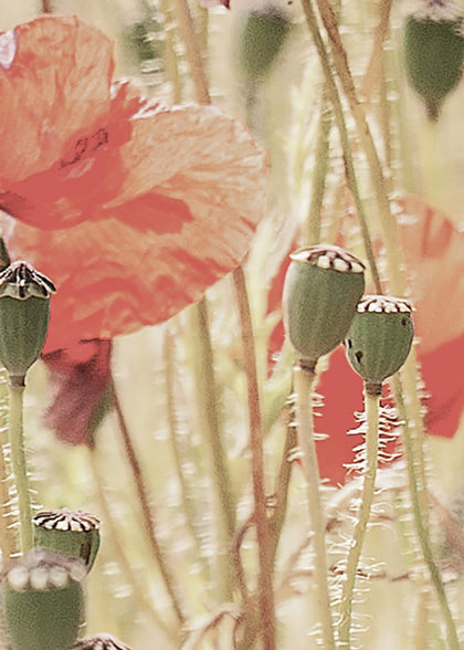 Poppies | Rebel Walls
