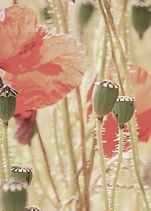 Poppies | Rebel Walls
