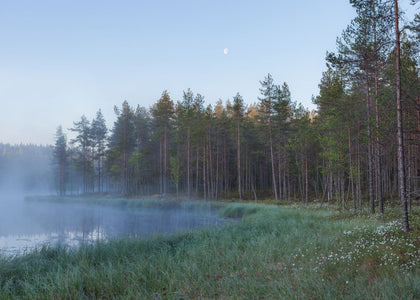 Forest Lake | Rebel Walls