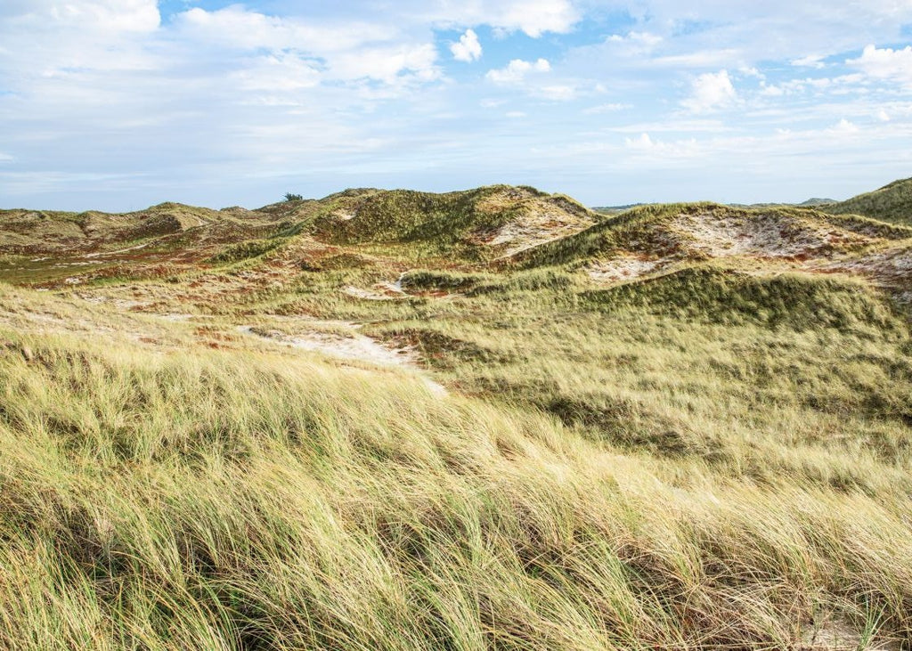 Exclusively at Designer Wallcoverings and Fabrics