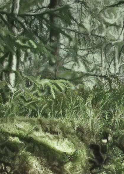 Virgin Forest | Rebel Walls