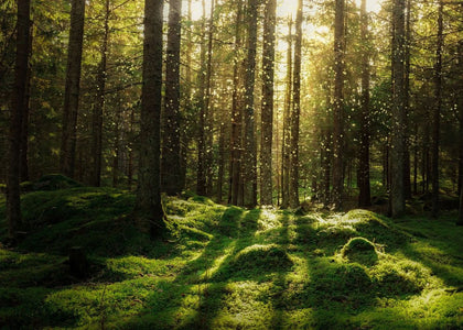 Forest Bath | Rebel Walls