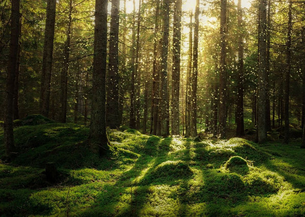 Forest Bath | Rebel Walls