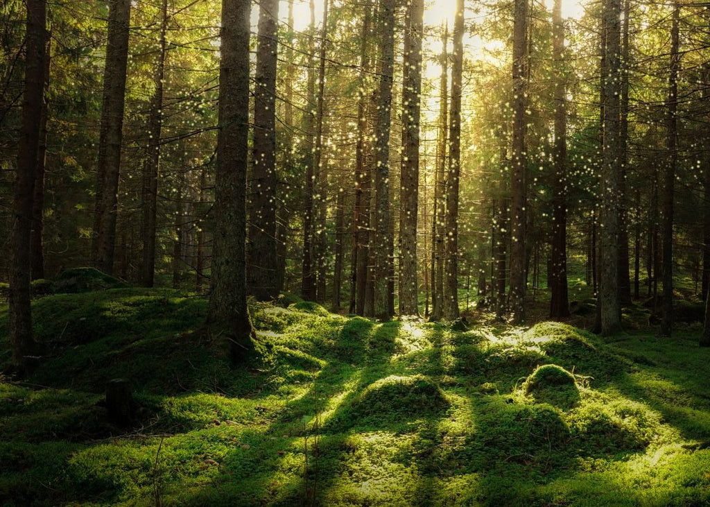 Exclusively at Designer Wallcoverings and Fabrics