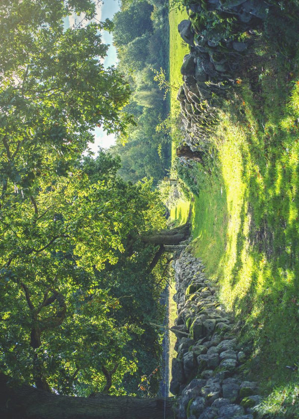 Early Summer | Rebel Walls