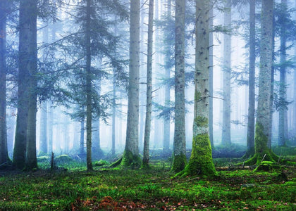 Blue Forest | Rebel Walls