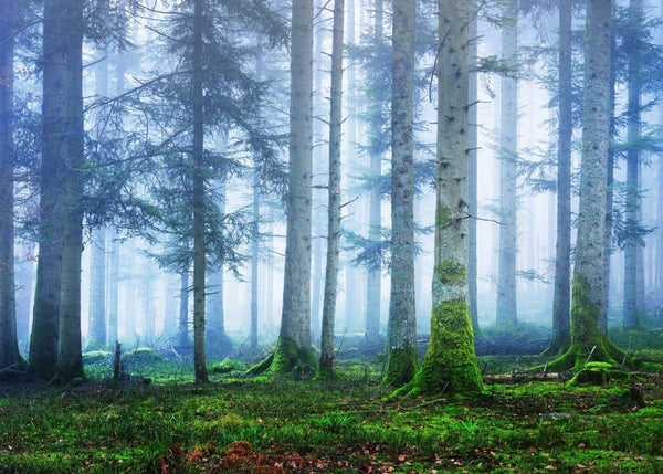 Blue Forest | Rebel Walls