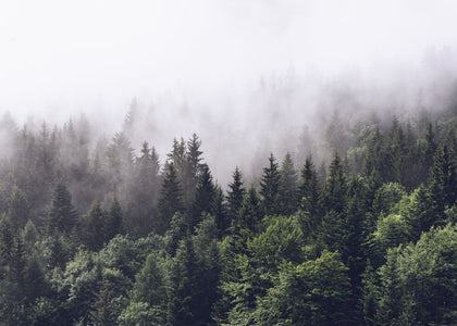 Misty Fir Forest | Rebel Walls