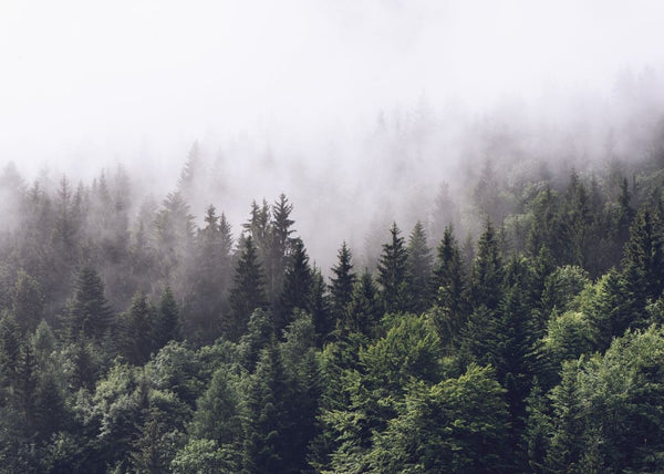 Misty Fir Forest | Rebel Walls