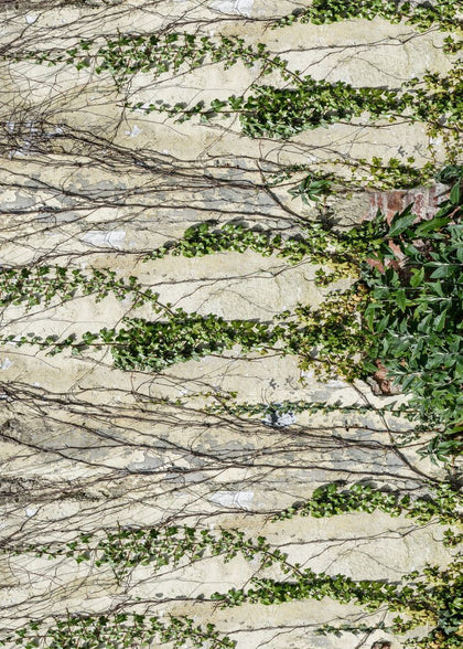 Climbing Ivy | Rebel Walls