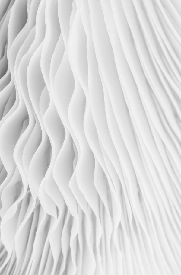 Flounce | Rebel Walls
