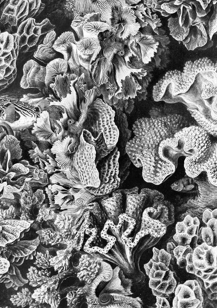 Exclusively at Designer Wallcoverings and Fabrics