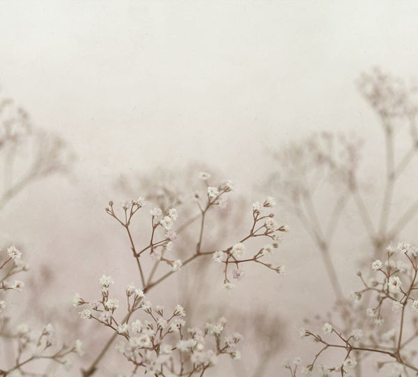 Julia blush sample Wallcovering | Sandberg