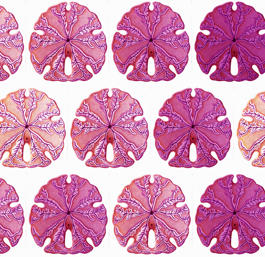 Ocean Voyage Wallpaper - Fuschia Pink - Designer Wallcoverings and Fabrics