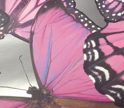 Chanteuse Big Butterflies - Pink on Silver