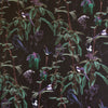 Folia - Dark Jungle Wallpaper - Designer Wallcoverings and Fabrics