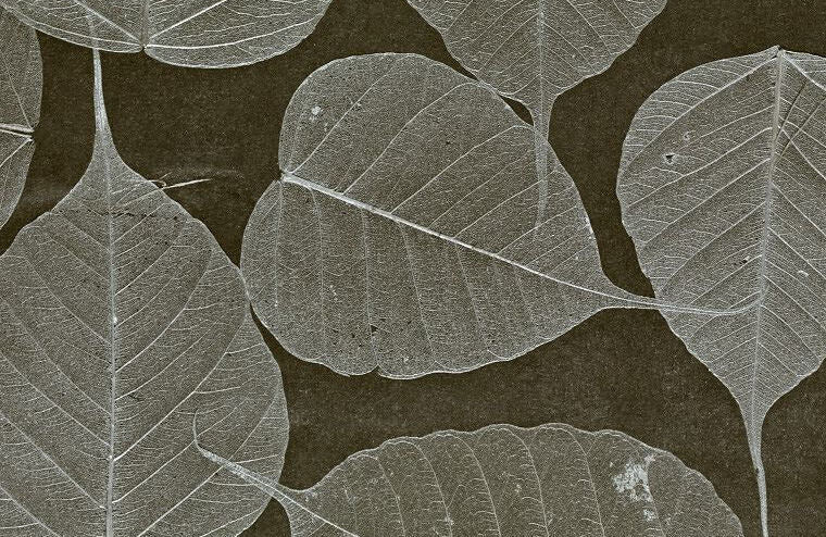 Rika Real Leaf Wallpaper | Phillipe Romano